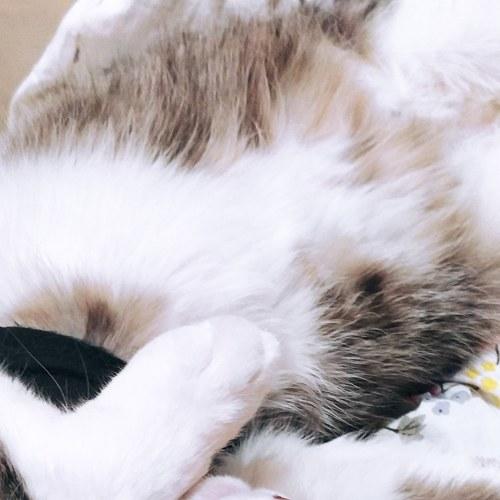 Photo #4702852