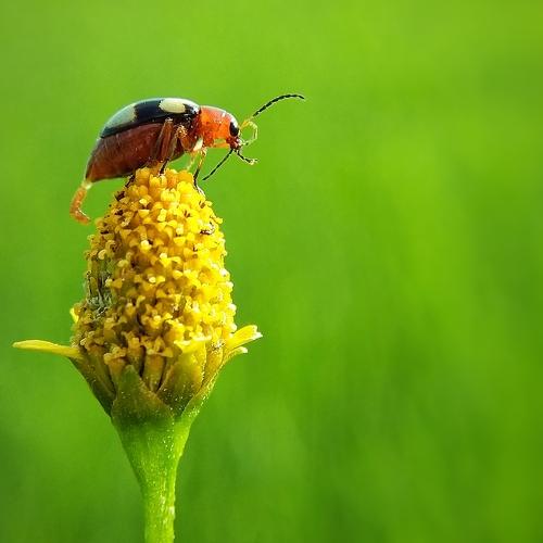 Leaf Beetle