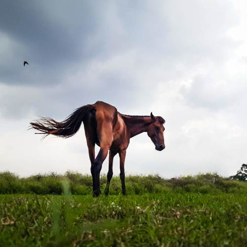 Life in the grasslands.