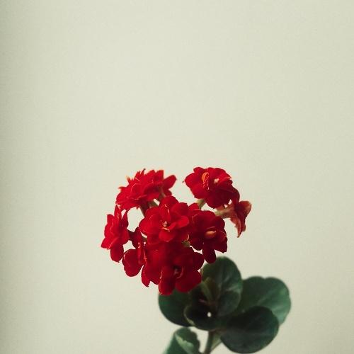 Photo #4703194