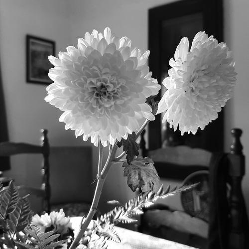 Photo #4703448