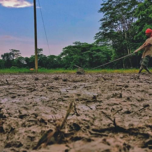 A farmer