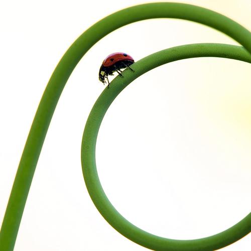 Ladybird