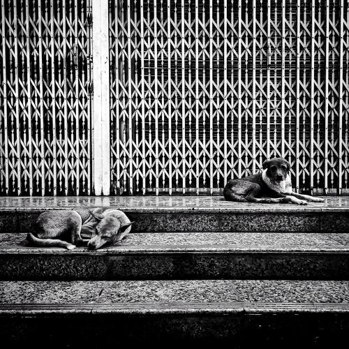 Dogs of Myanmar