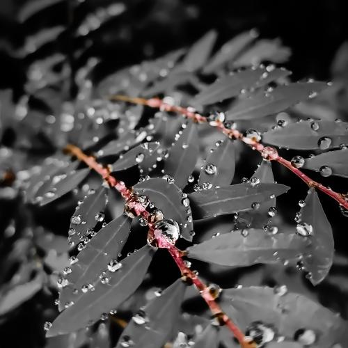 Dew Drops