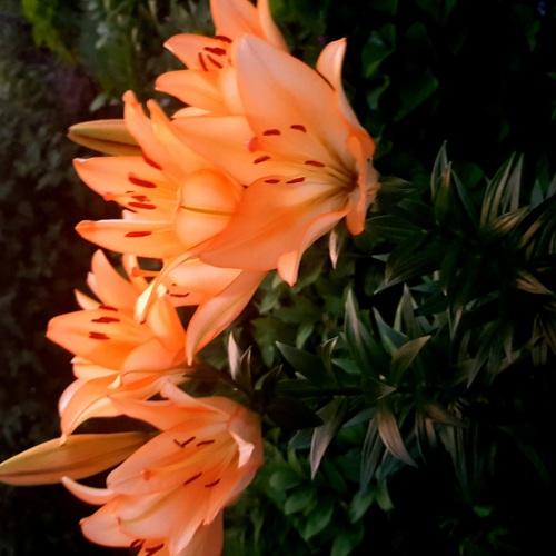 Photo #4704381
