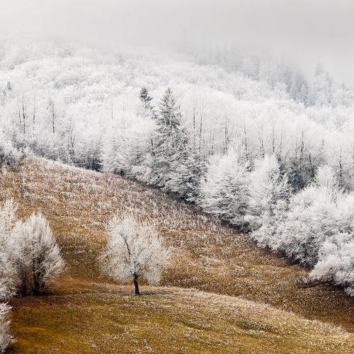 Sugar forest