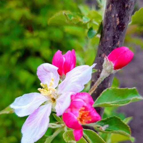 Photo #4705035