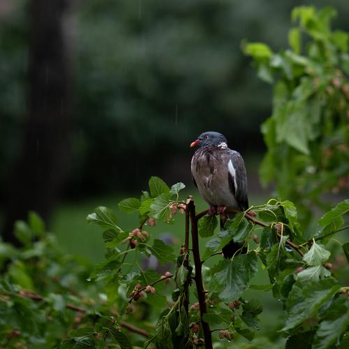 Photo #4705070