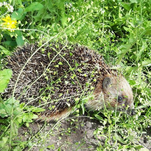 Photo #4705101
