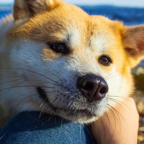 Akita