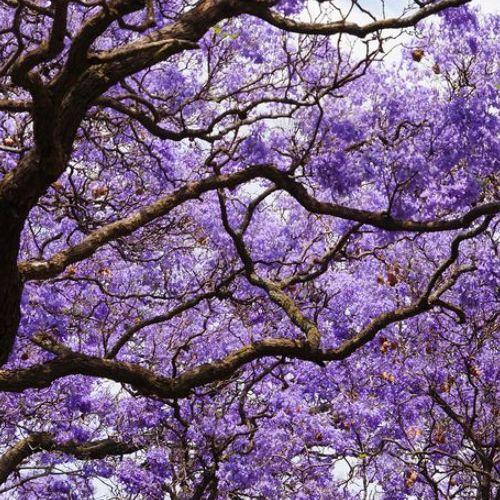 Jacaranda tree