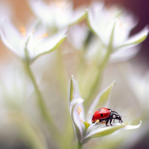 Photo #4705299