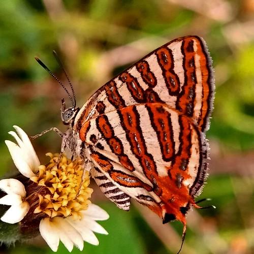 Photo #4705454