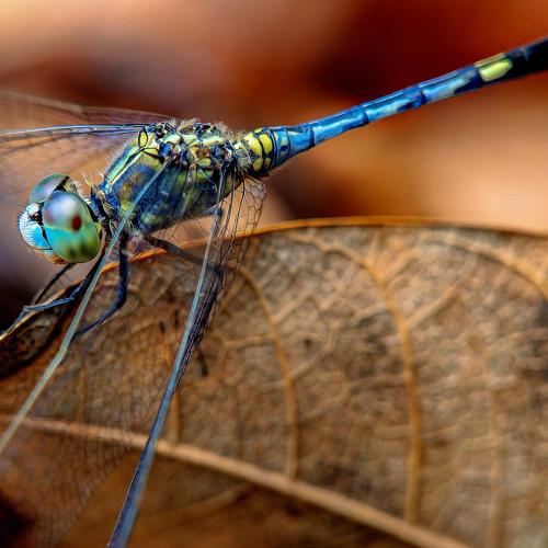 Wild Beauty