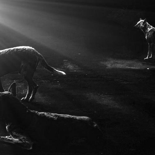 Photo #4705969