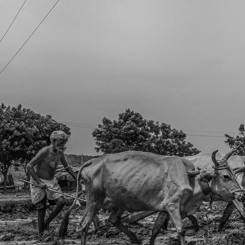 Saviour of Our Nation- FARMER