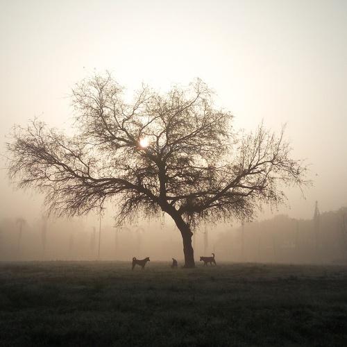 Photo #4706040