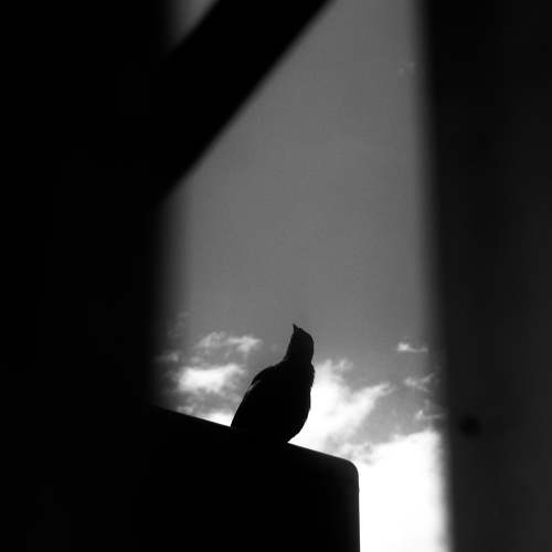 Photo #4706066