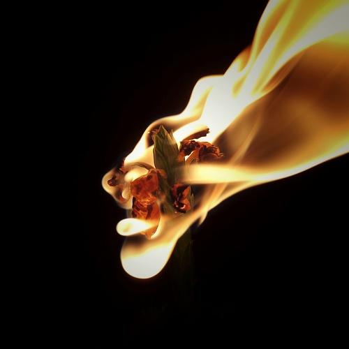 Photo #4706295