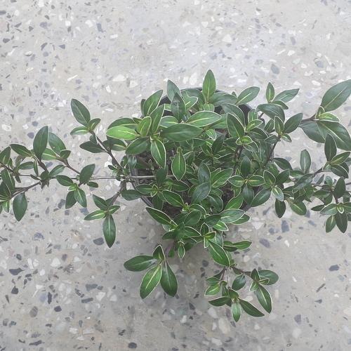Flower plant