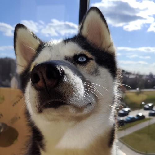 husky