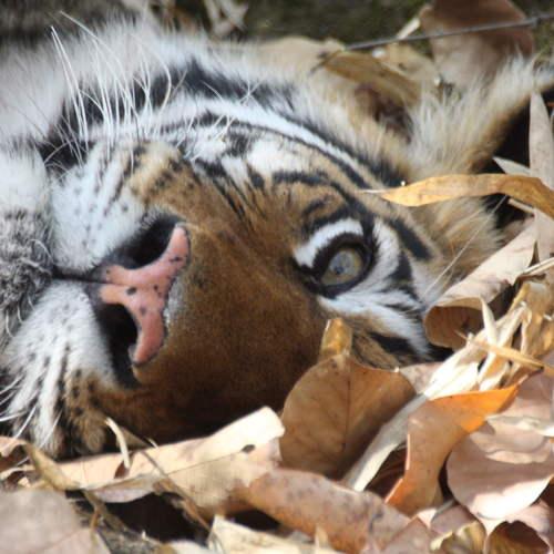 Photo #4706799