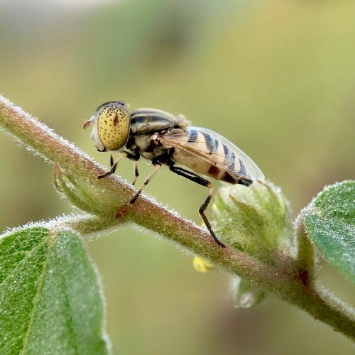 Syrphid Fly