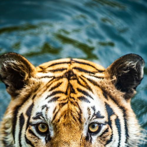 Photo #4707556
