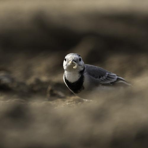 White Wagtail In A Farm Land Of the Kingdom Of Bahrain