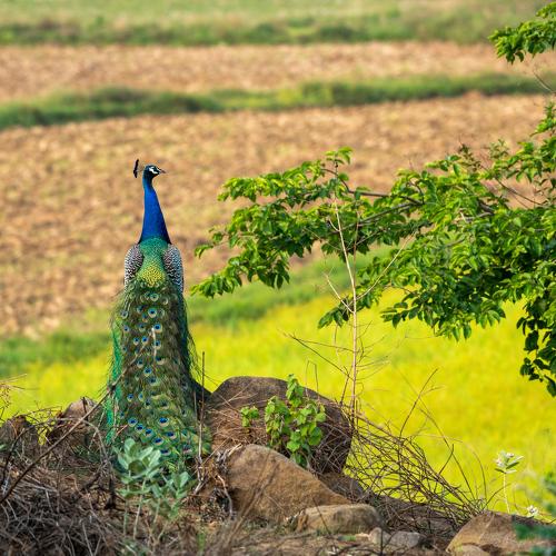 Wild Princess of Kerala -  India