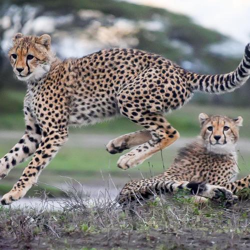 Photo #4708214