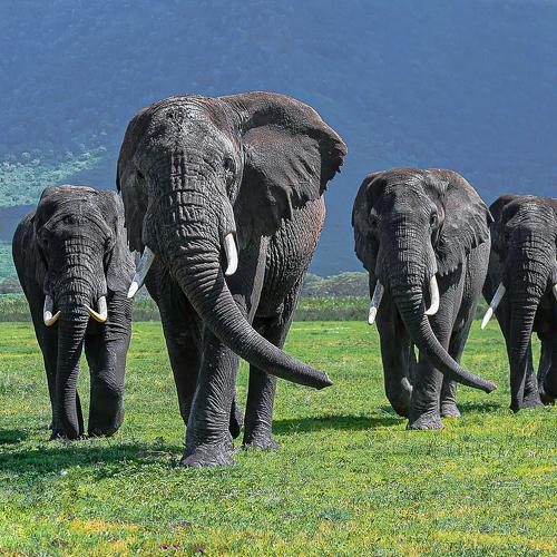 Photo #4708317