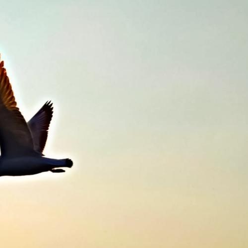 Flying bird caught!
