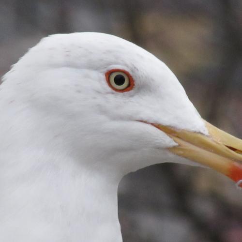Gaivota