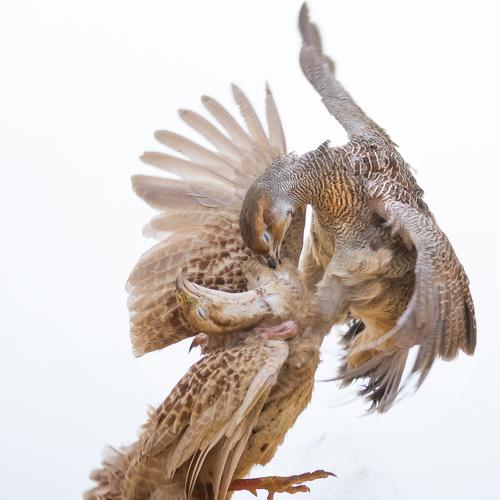 The territorial fight