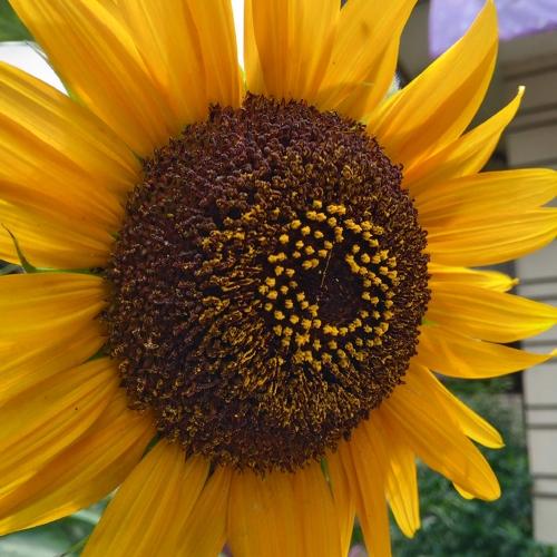 Photo #4710703