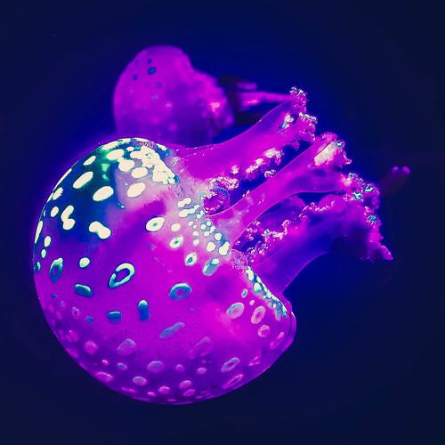 Photo #4710747