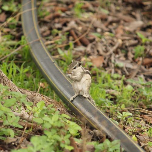 Indian Squirrel