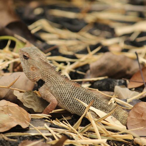 Indian Chameleon