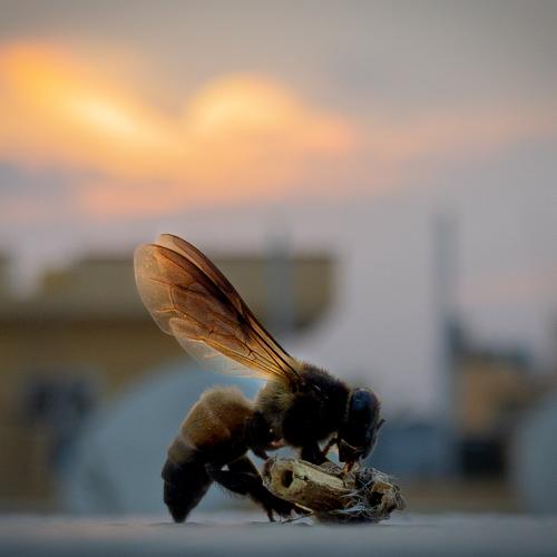 Bee dusk