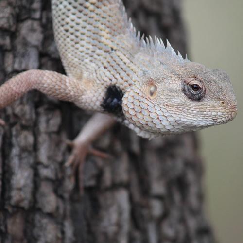 Chameleon