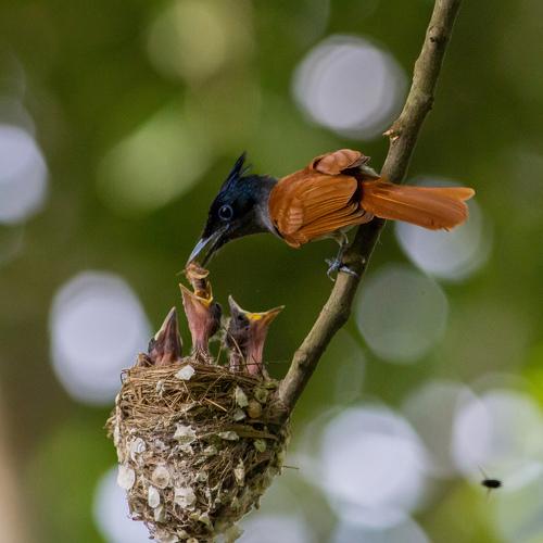 Mother's care