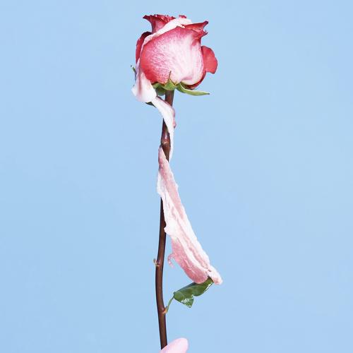 Clean eyes. Wild Rose