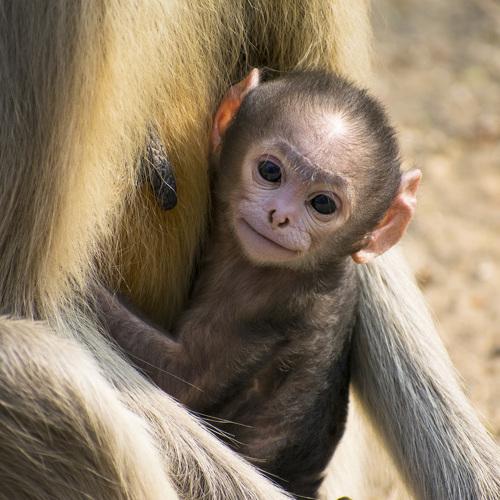 Photo #4712544