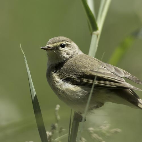 Common chiffchaff - in Bahrain Farm Land