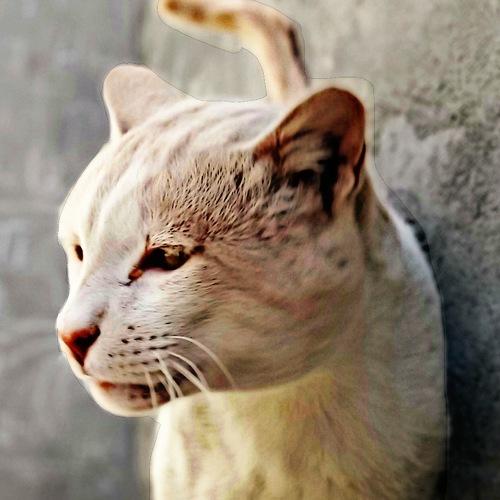 My cat