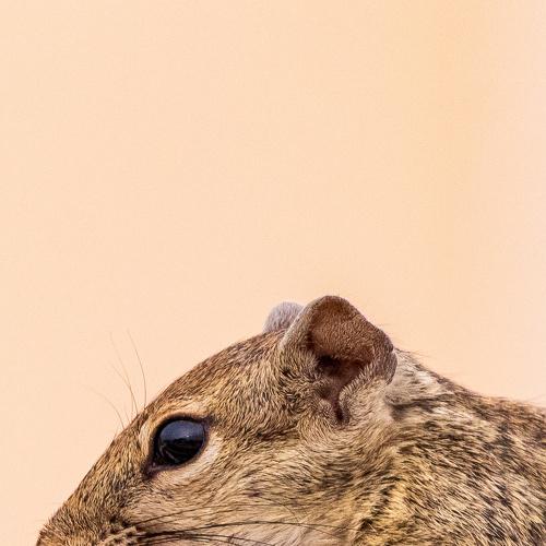 Photo #4716516