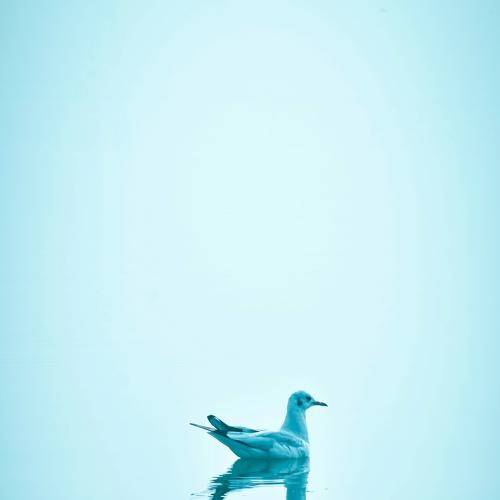 A lost Bird.