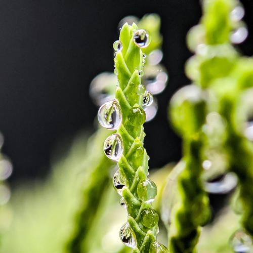The Dews on green